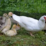 Gospodarstwo agroturystyczne Stiftar Solčava