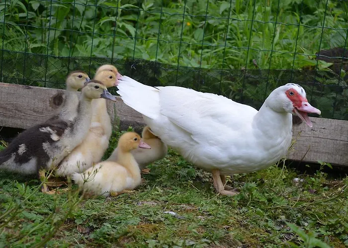 Alojamento de Turismo Rural Stiftar Solčava